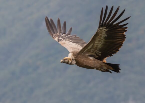 Wildlife Conservation Project – Griffon Vulture, Uvac 2020